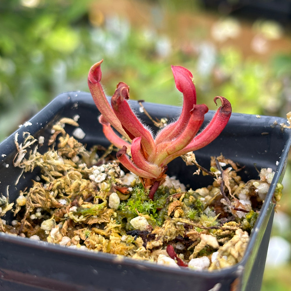 
                      
                        [A472] Heliamphora minor (Cerro La Luna)
                      
                    