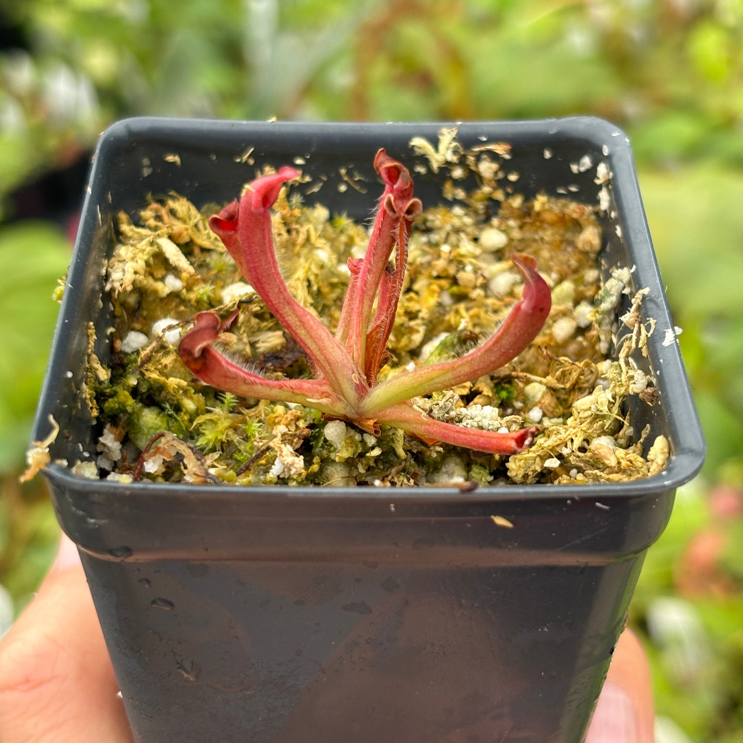 [A472] Heliamphora minor (Cerro La Luna)