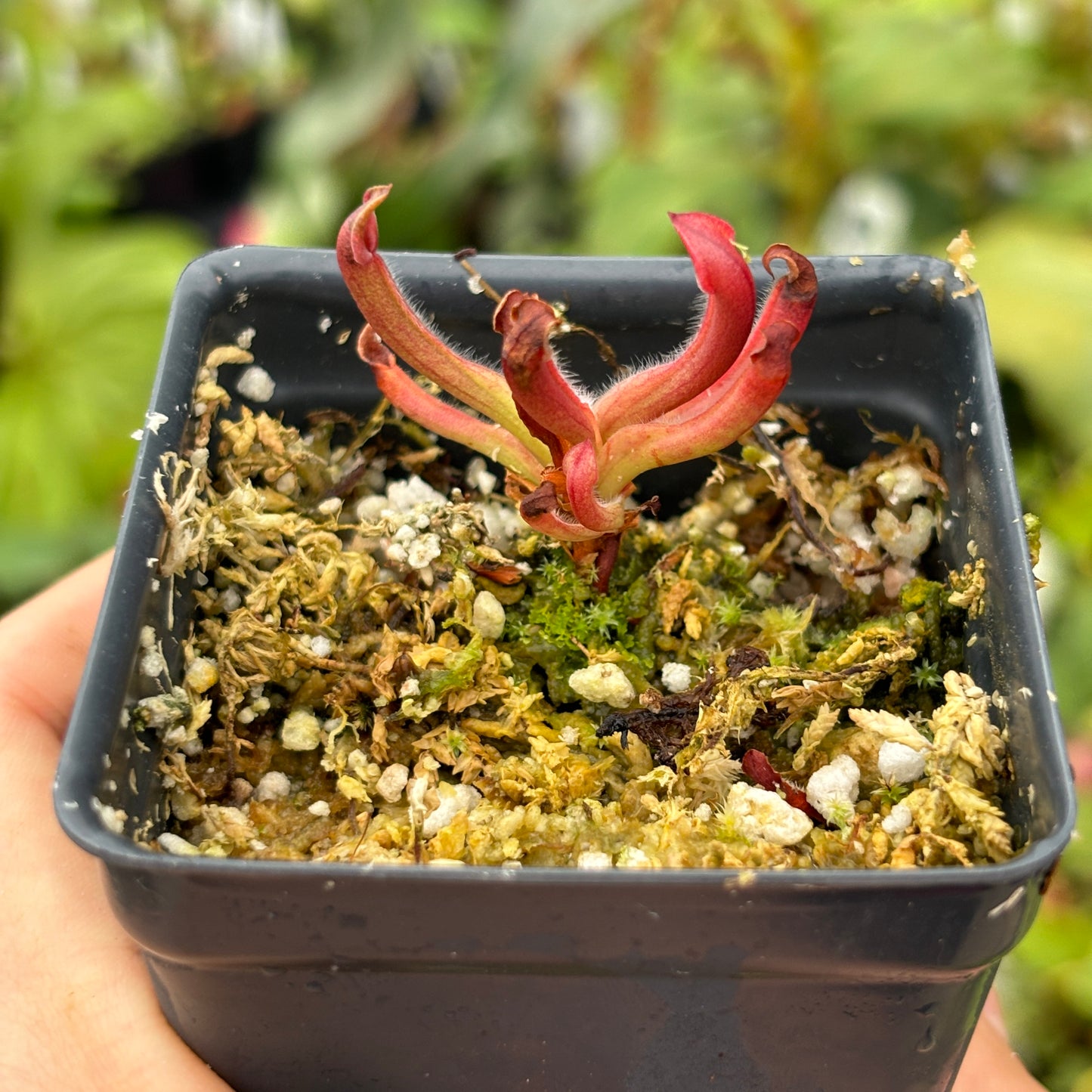 [A472] Heliamphora minor (Cerro La Luna)