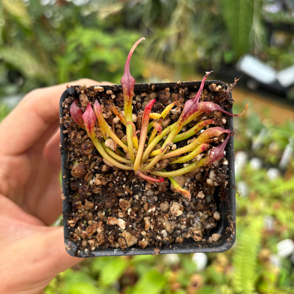 [A473] Darlingtonia californica, California Pitcher Plant, Cobra Lily