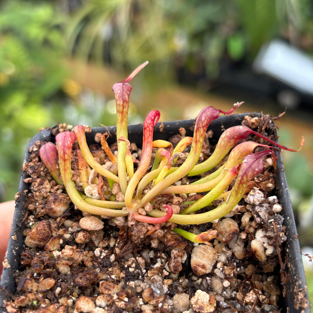 [A473] Darlingtonia californica, California Pitcher Plant, Cobra Lily