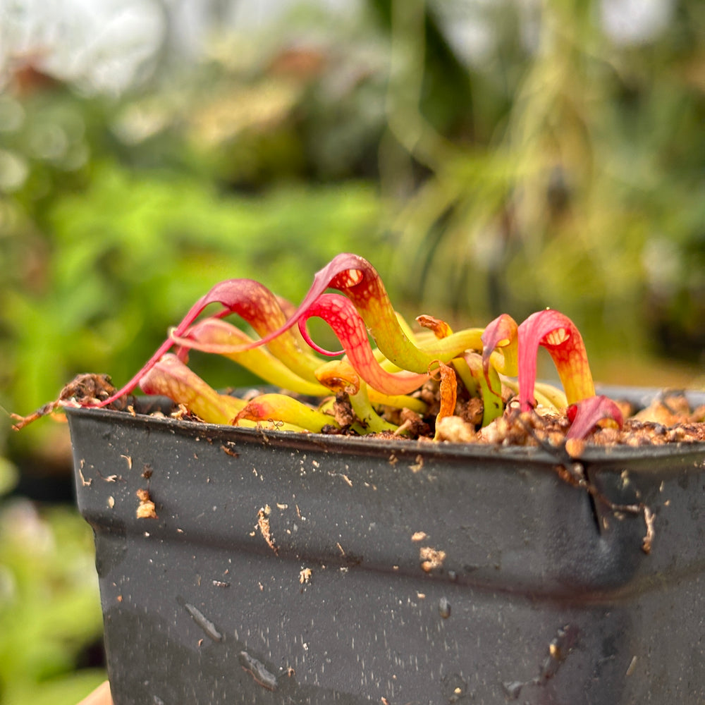 
                      
                        [A473] Darlingtonia californica, California Pitcher Plant, Cobra Lily
                      
                    