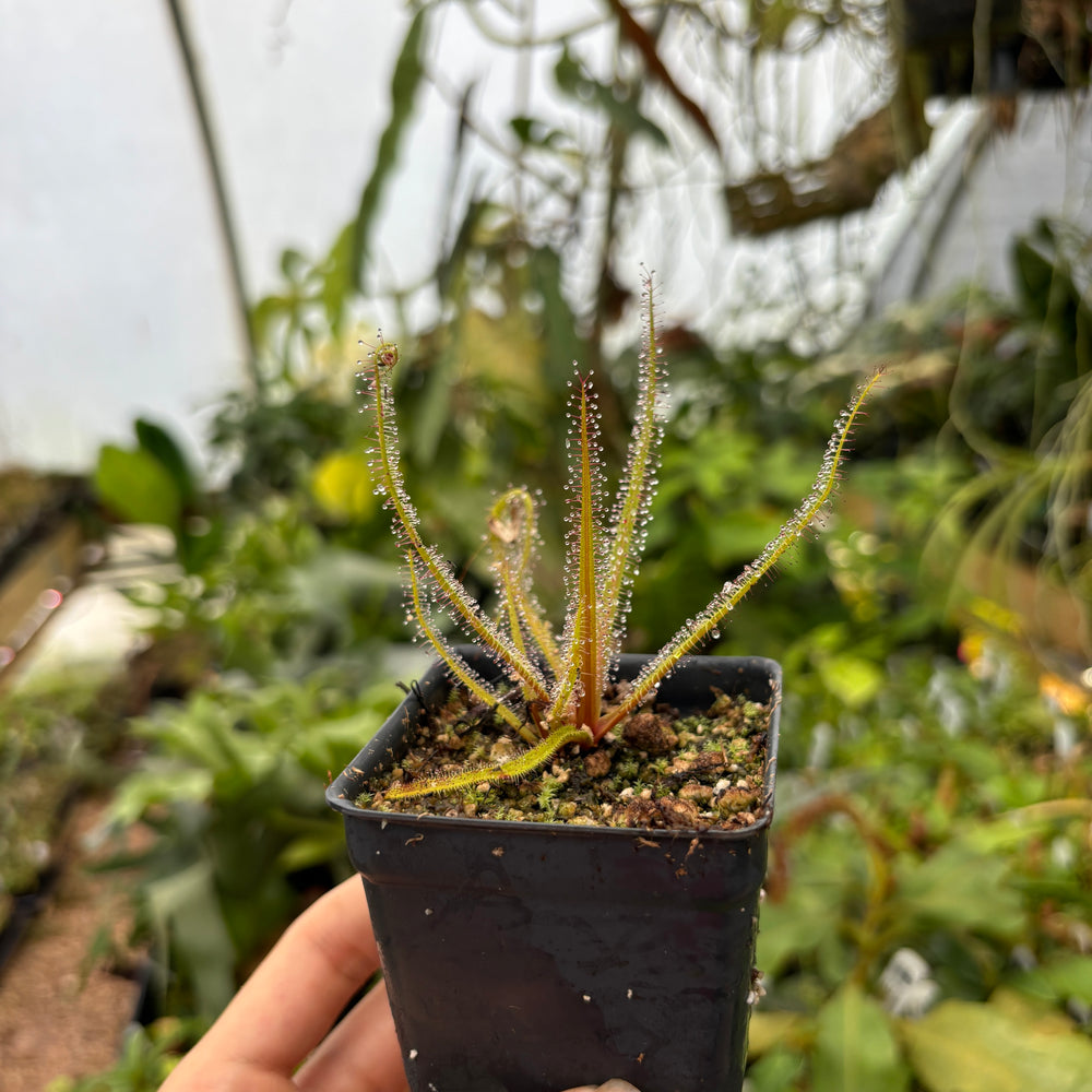 
                      
                        [A474] Drosera regia, King Sundew
                      
                    