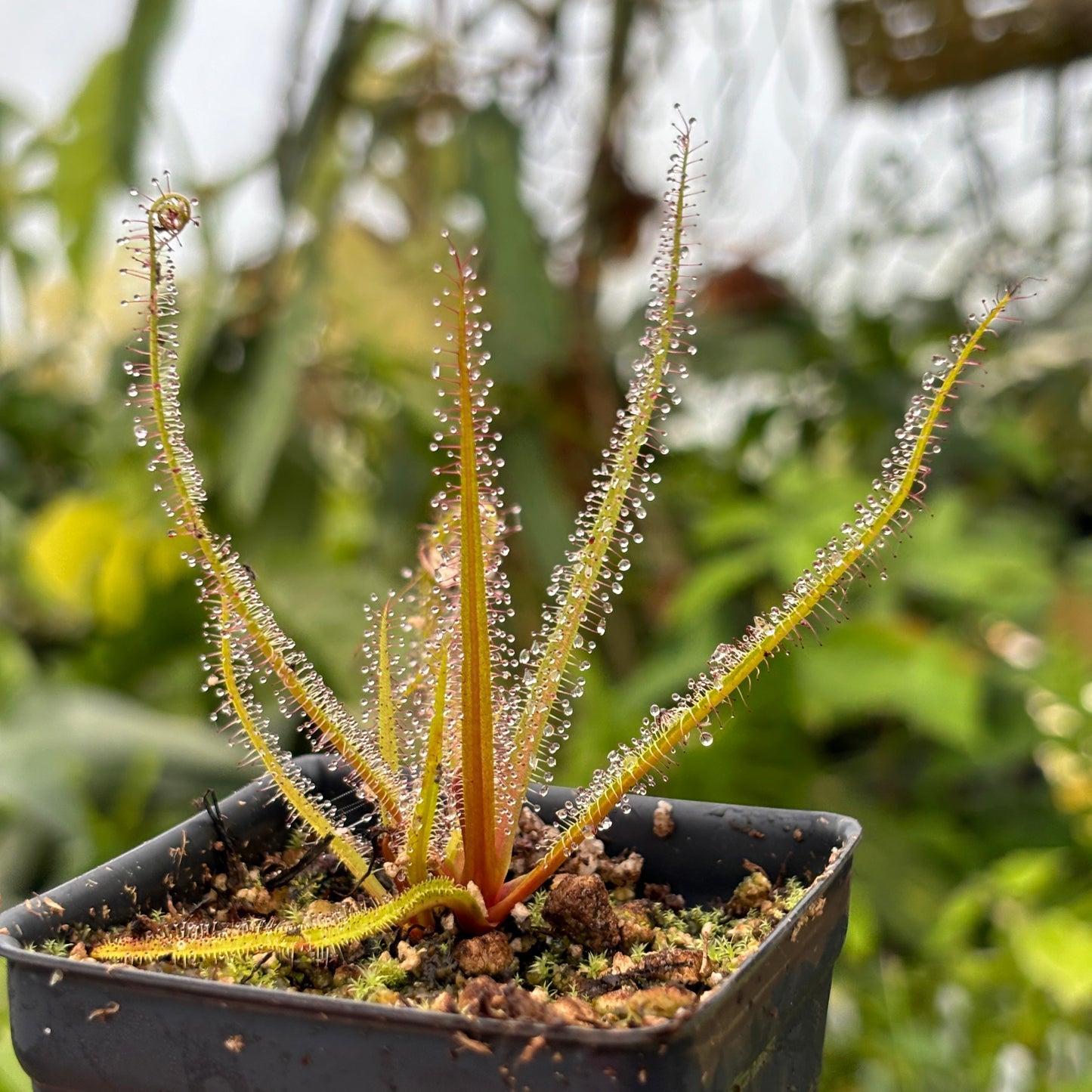 [A474] Drosera regia, King Sundew