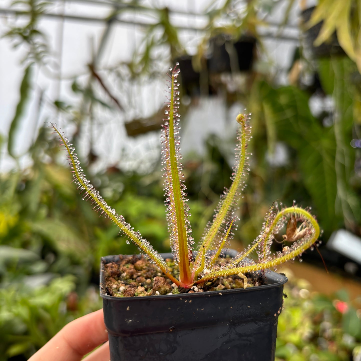 [A474] Drosera regia, King Sundew