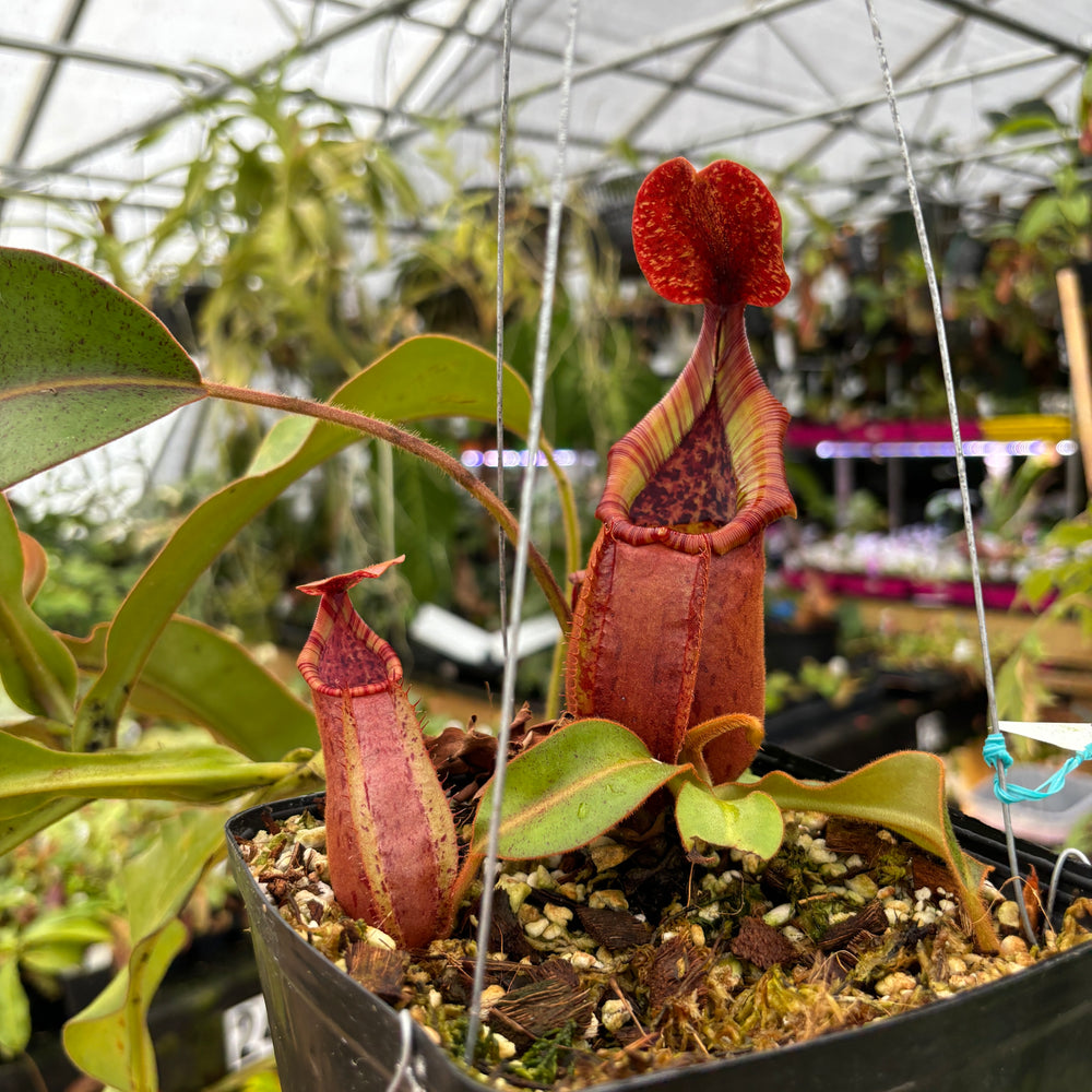 [A475] Nepenthes (thorelii x northiana) x veitchii (XXL)