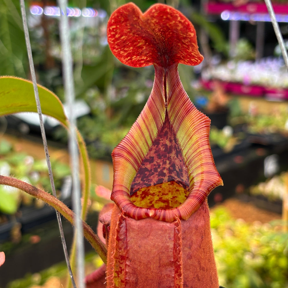 [A475] Nepenthes (thorelii x northiana) x veitchii (XXL)