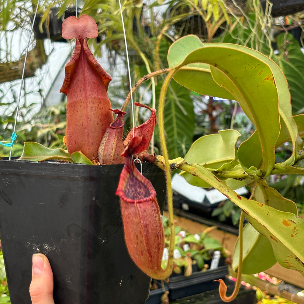 
                      
                        [A475] Nepenthes (thorelii x northiana) x veitchii (XXL)
                      
                    