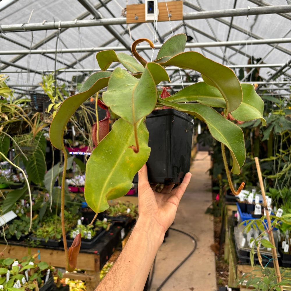 
                      
                        [A475] Nepenthes (thorelii x northiana) x veitchii (XXL)
                      
                    