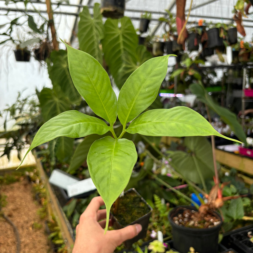 
                      
                        [A476] Amorphophallus titanum, Corpse Flower, Corpse Plant
                      
                    