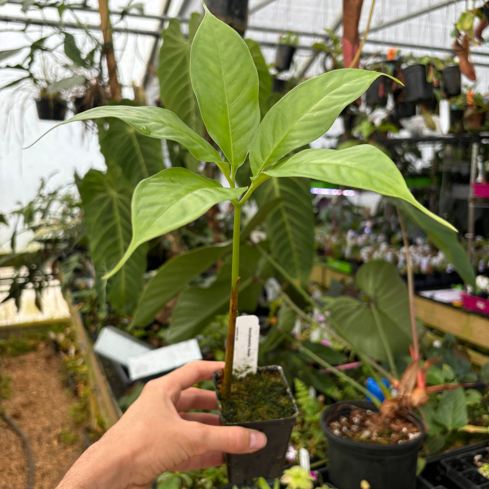 [A476] Amorphophallus titanum, Corpse Flower, Corpse Plant