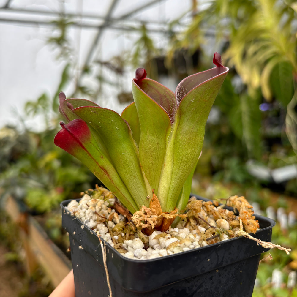 [A477] Heliamphora pulchella (Apacapa Tepui, Venezuela) Clone: GR