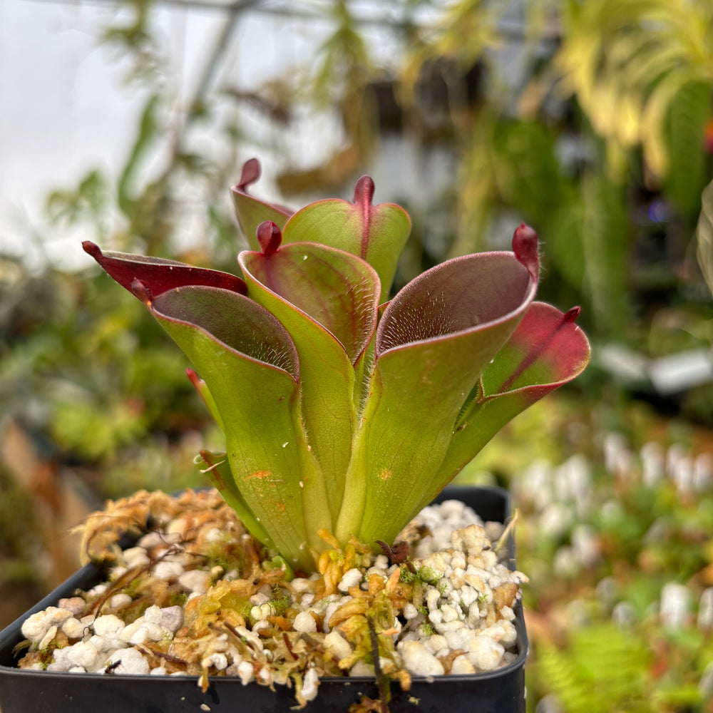 [A477] Heliamphora pulchella (Apacapa Tepui, Venezuela) Clone: GR