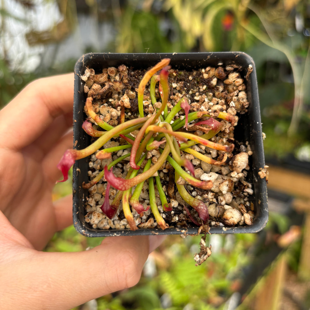 
                      
                        [A478] Darlingtonia californica, California Pitcher Plant, Cobra Lily
                      
                    