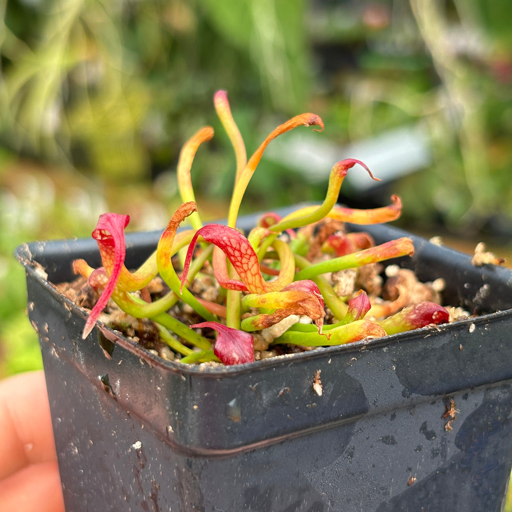 [A478] Darlingtonia californica, California Pitcher Plant, Cobra Lily