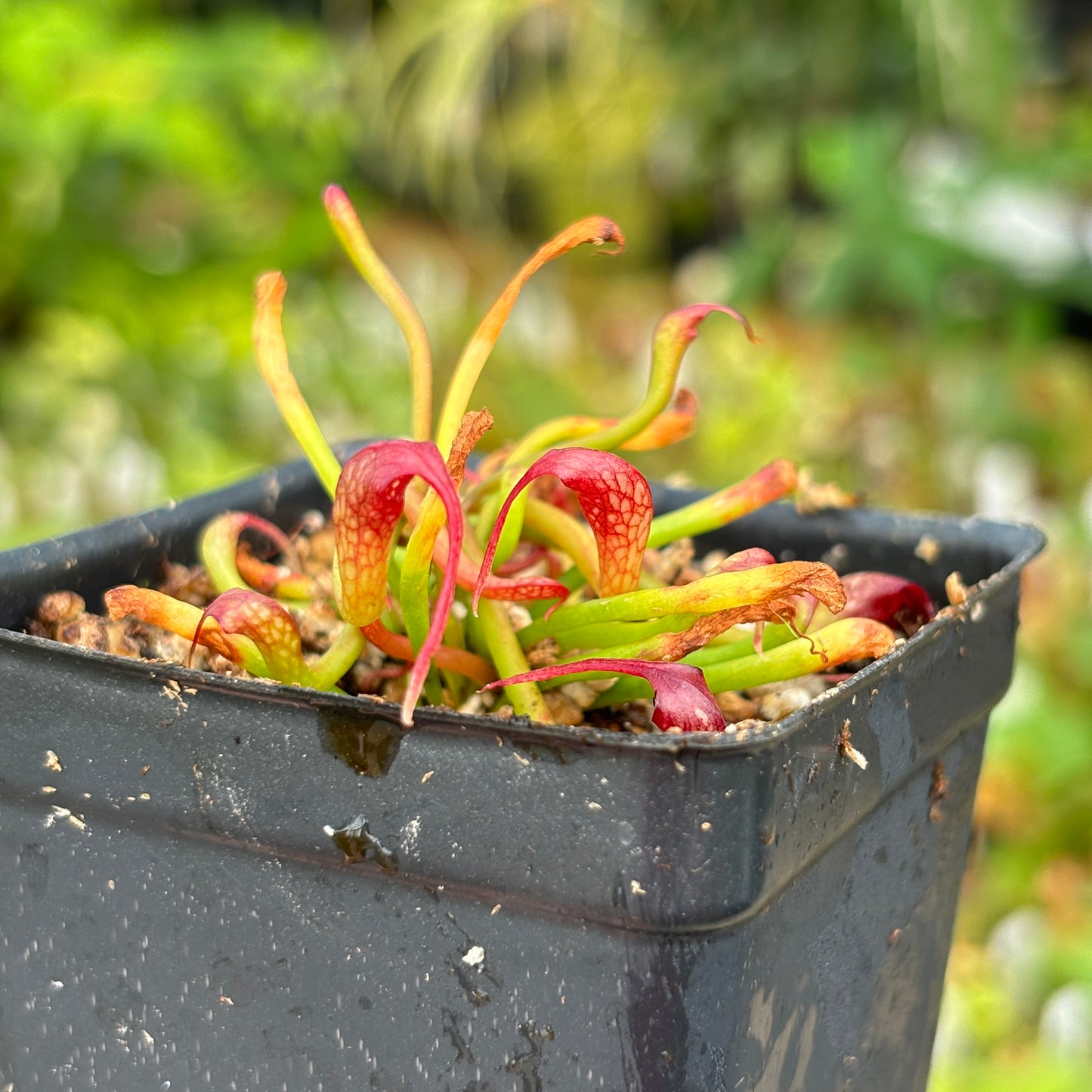 [A478] Darlingtonia californica, California Pitcher Plant, Cobra Lily