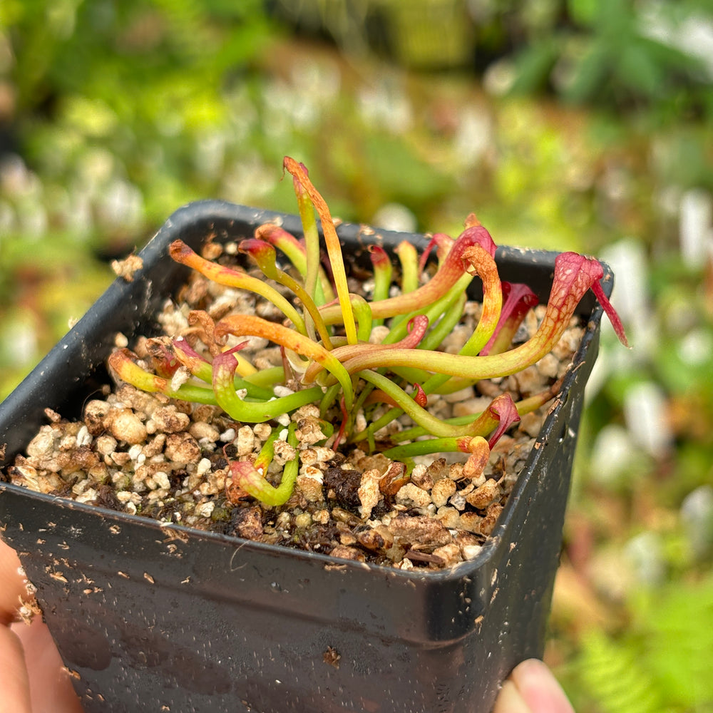 
                      
                        [A478] Darlingtonia californica, California Pitcher Plant, Cobra Lily
                      
                    