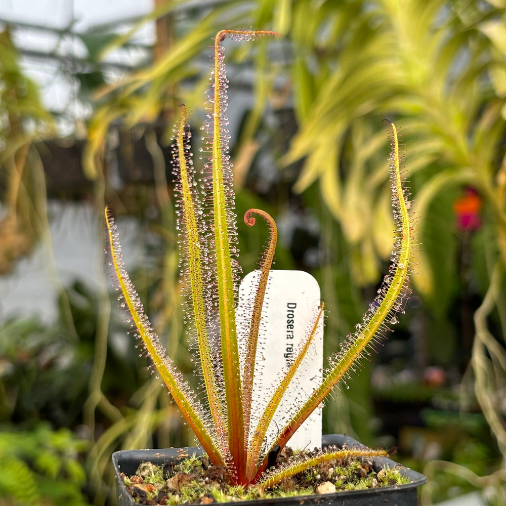 [A479] Drosera regia, King Sundew