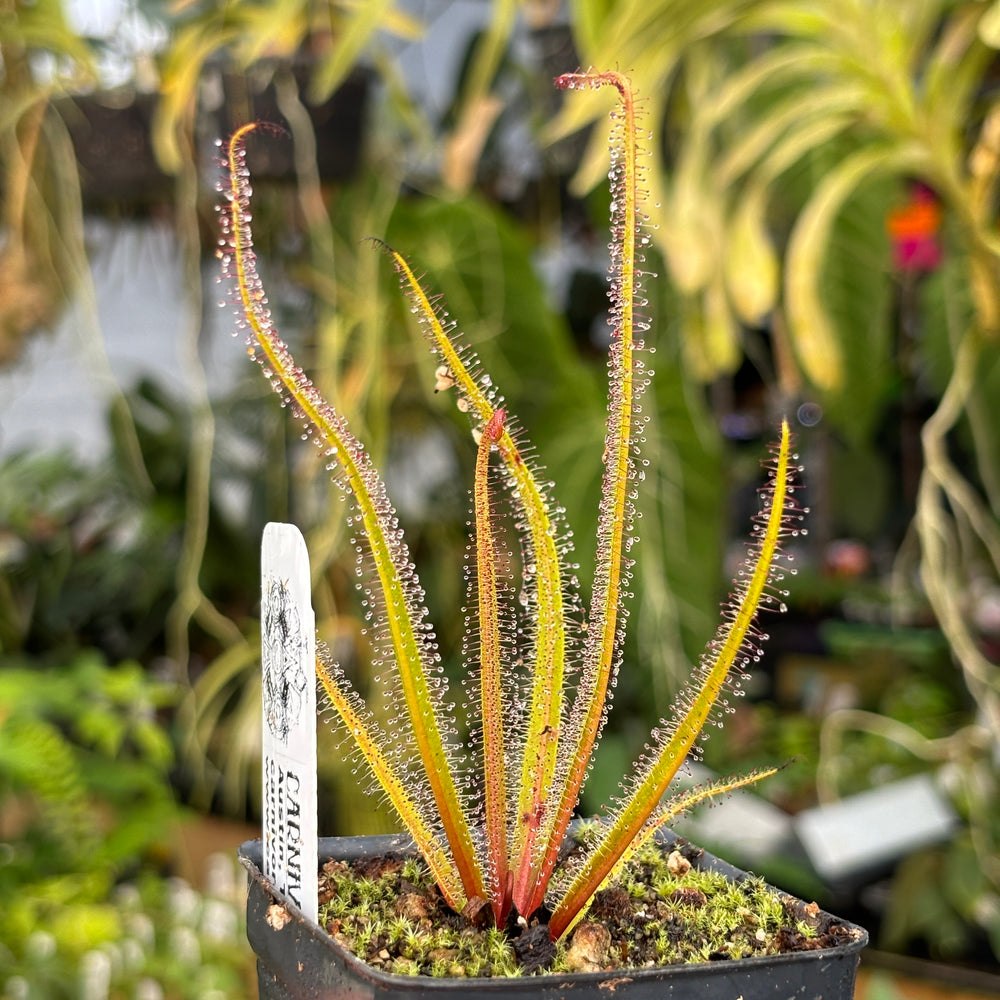 [A479] Drosera regia, King Sundew