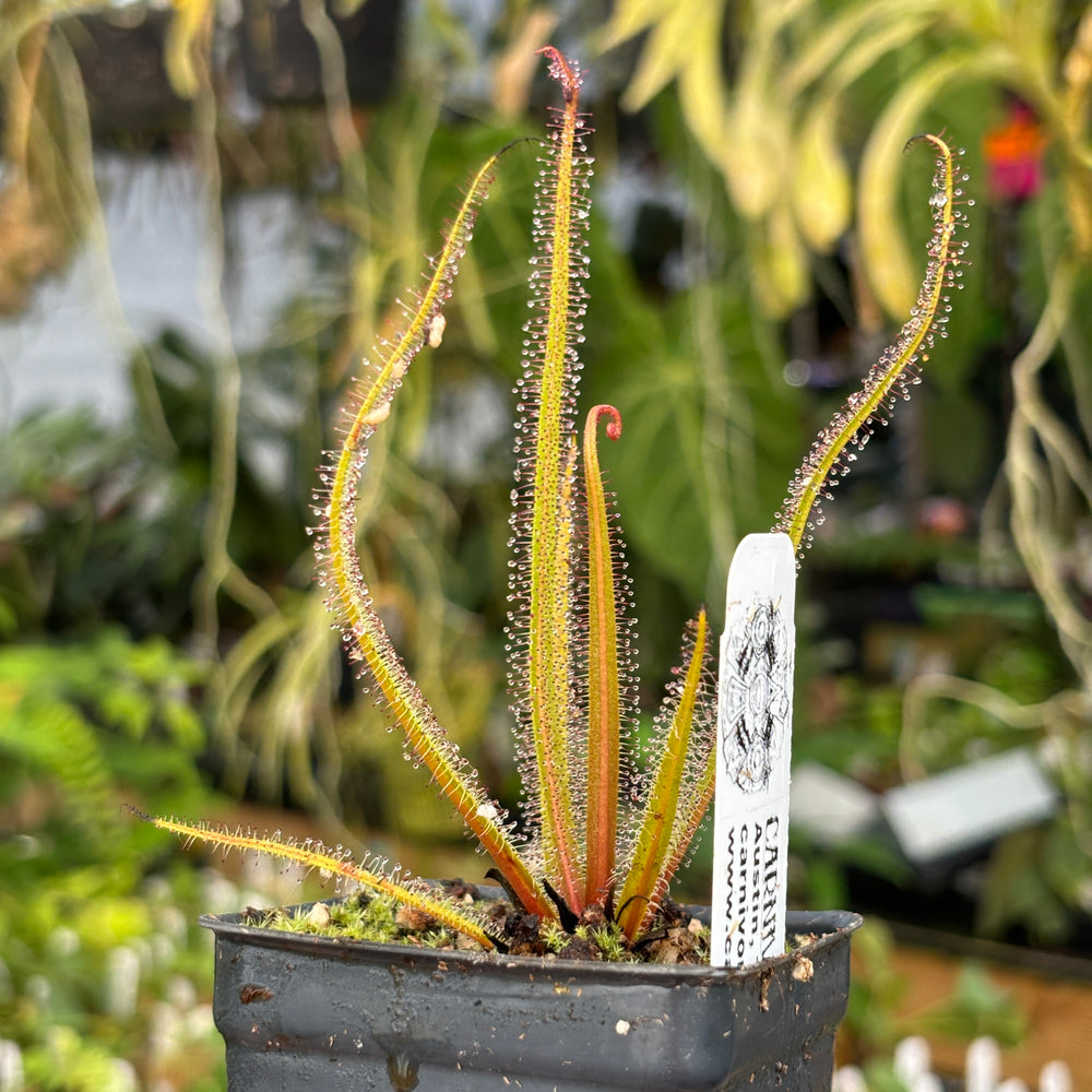 
                      
                        [A479] Drosera regia, King Sundew
                      
                    