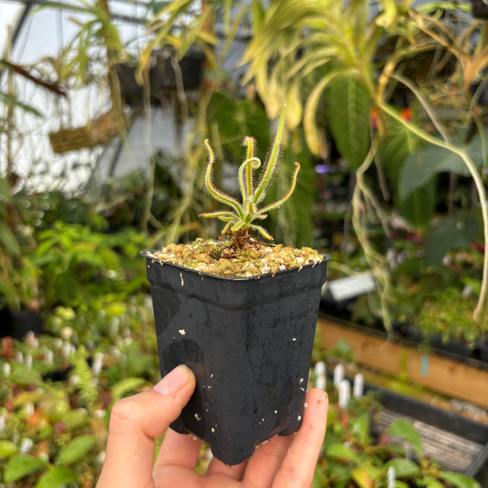 
                      
                        [A480] Drosera magnifica, Magnificent sundew
                      
                    