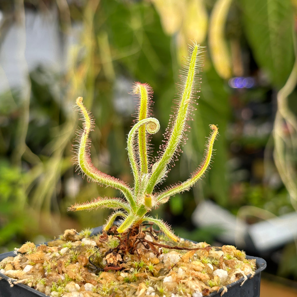 [A480] Drosera magnifica, Magnificent sundew