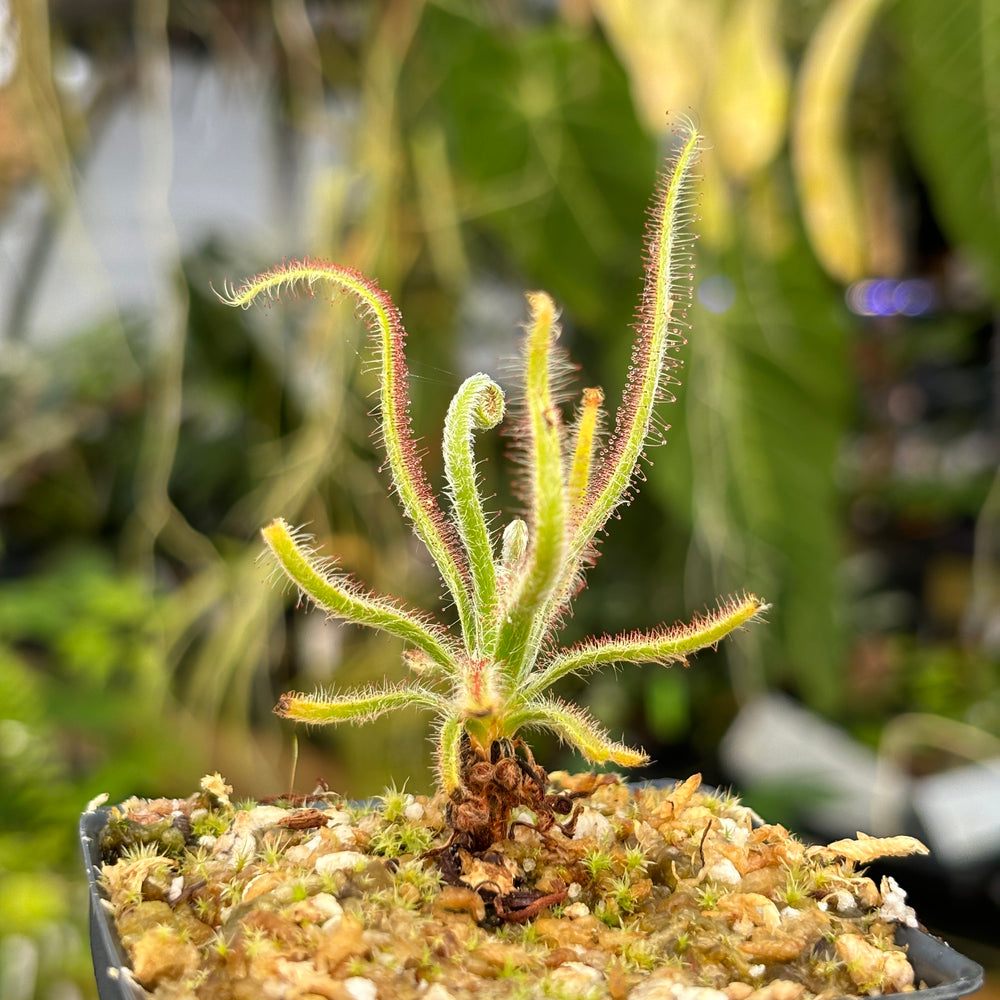 
                      
                        [A480] Drosera magnifica, Magnificent sundew
                      
                    