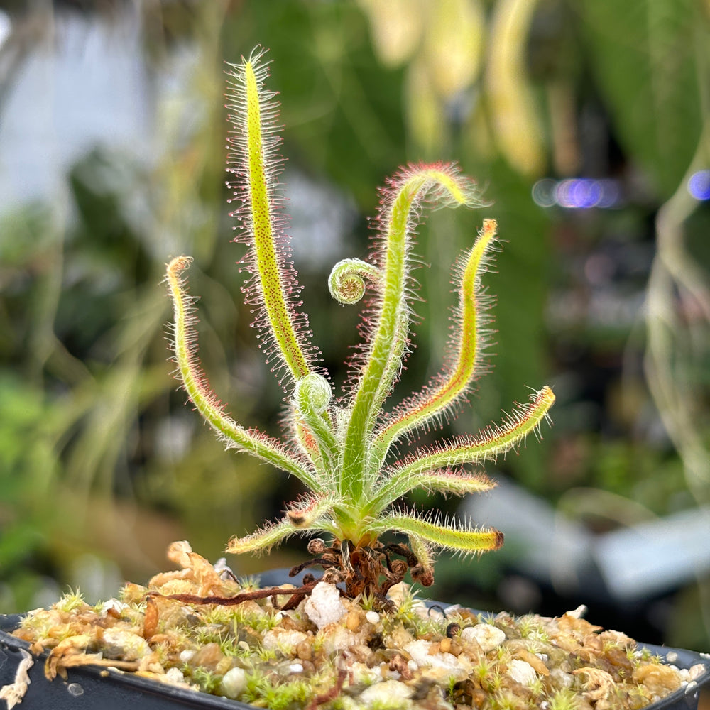 [A480] Drosera magnifica, Magnificent sundew