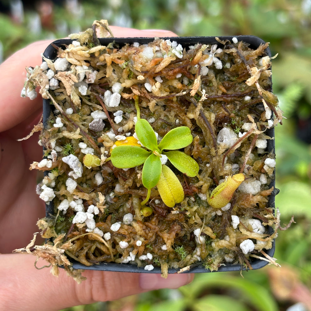 
                      
                        [A482] Nepenthes villosa (Mt. Kinabalu, Borneo) - Clone JG01
                      
                    