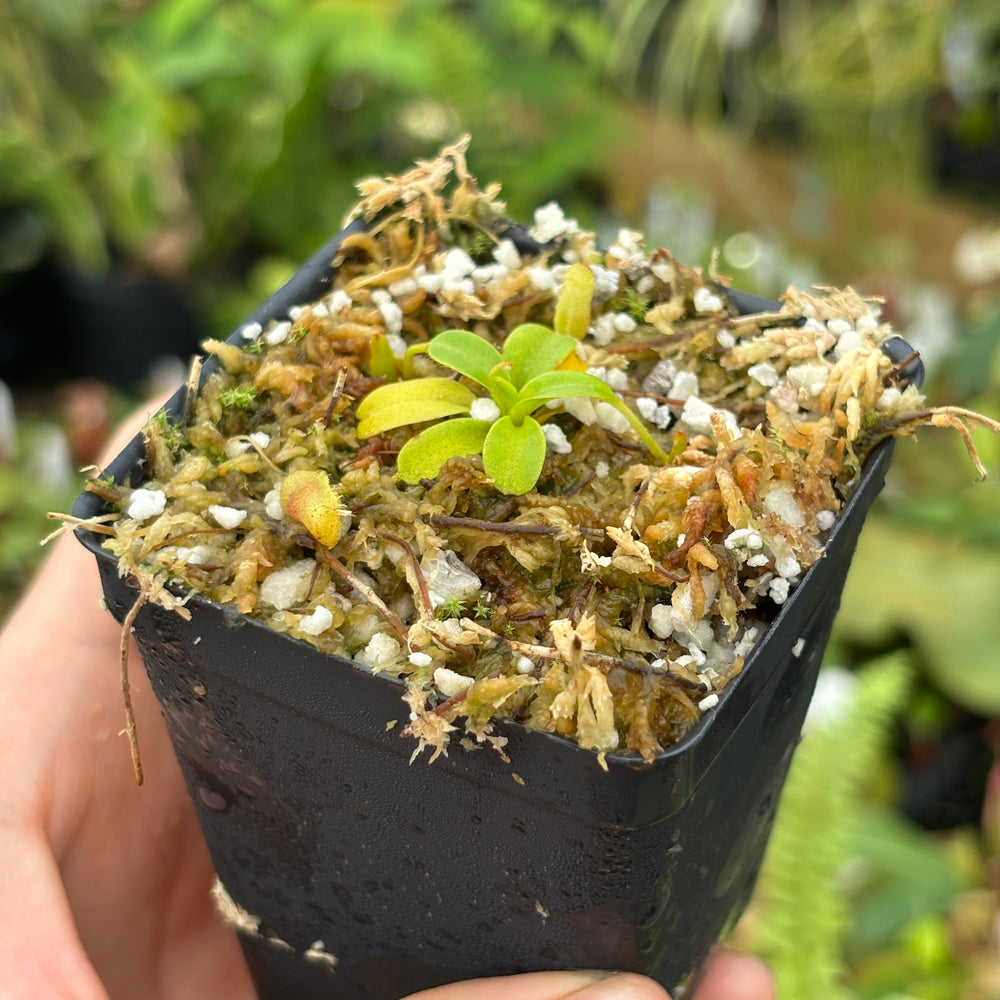 [A482] Nepenthes villosa (Mt. Kinabalu, Borneo) - Clone JG01