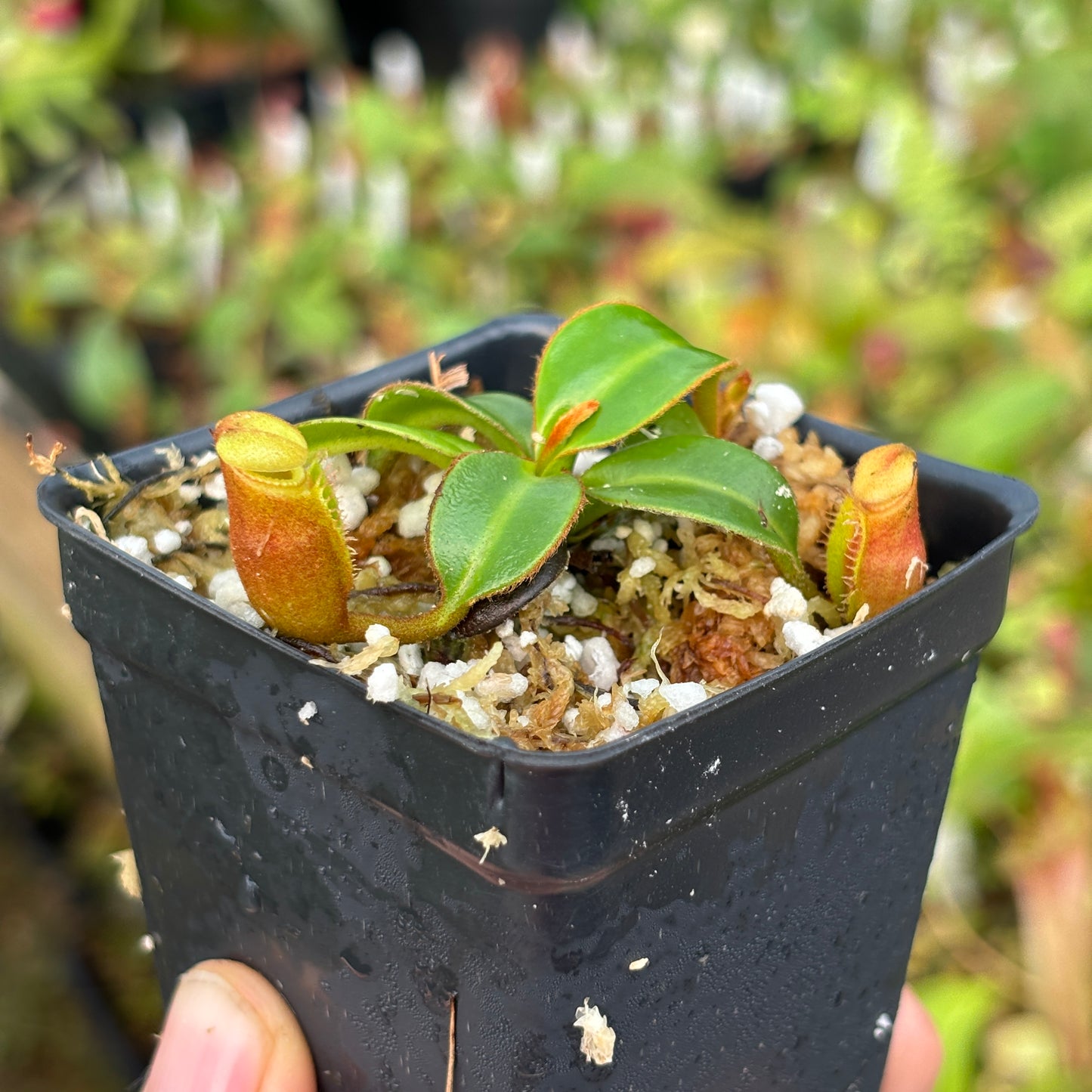 [A484] Nepenthes macrophylla (Gunung Trusmadi, Borneo) Clone: T