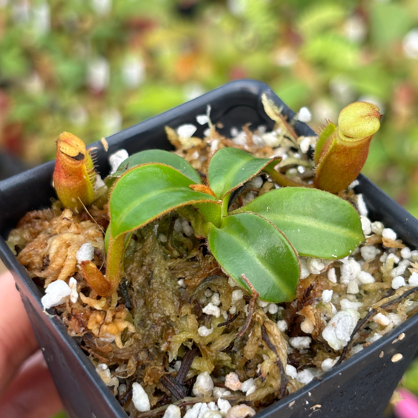 [A484] Nepenthes macrophylla (Gunung Trusmadi, Borneo) Clone: T