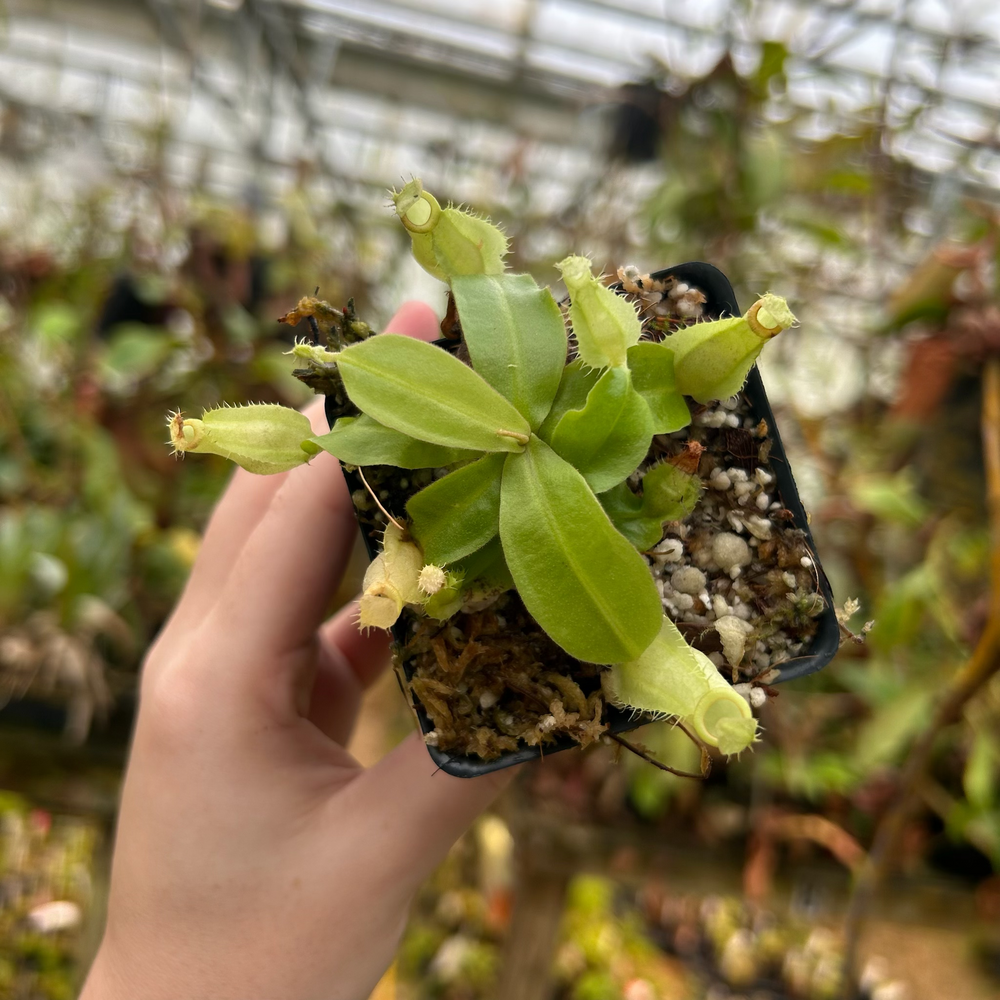 
                      
                        Nepenthes ampullaria (Green body Red Lips "GBRL" X Hot Lips), CAR-0525
                      
                    