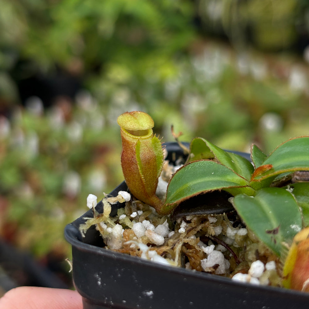 
                      
                        [A484] Nepenthes macrophylla (Gunung Trusmadi, Borneo) Clone: T
                      
                    