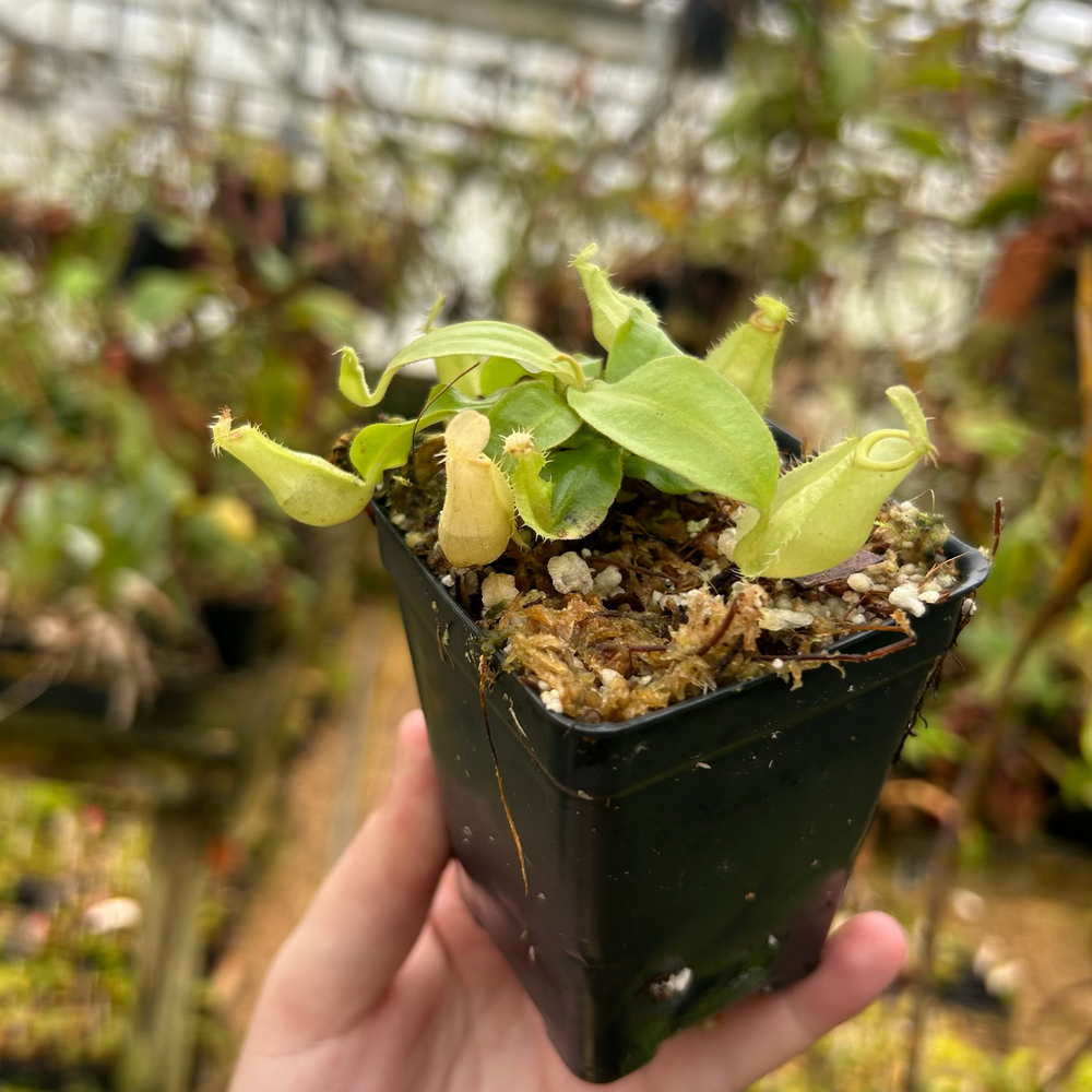 
                      
                        Nepenthes ampullaria (Green body Red Lips "GBRL" X Hot Lips), CAR-0525
                      
                    