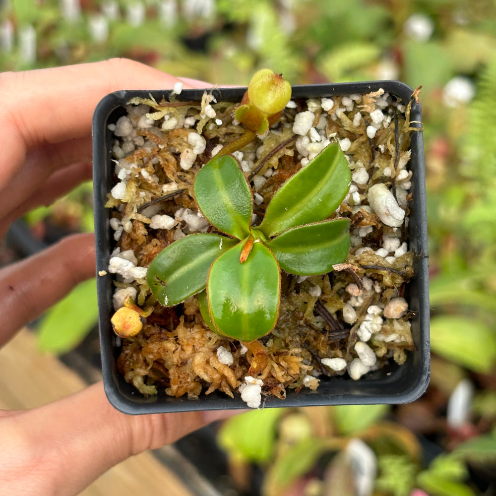 
                      
                        [A484] Nepenthes macrophylla (Gunung Trusmadi, Borneo) Clone: T
                      
                    