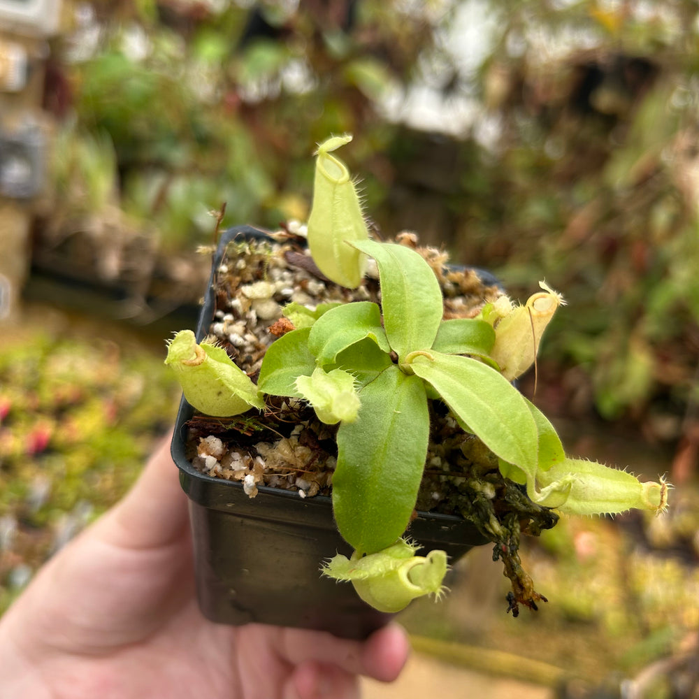 
                      
                        Nepenthes ampullaria (Green body Red Lips "GBRL" X Hot Lips), CAR-0525
                      
                    