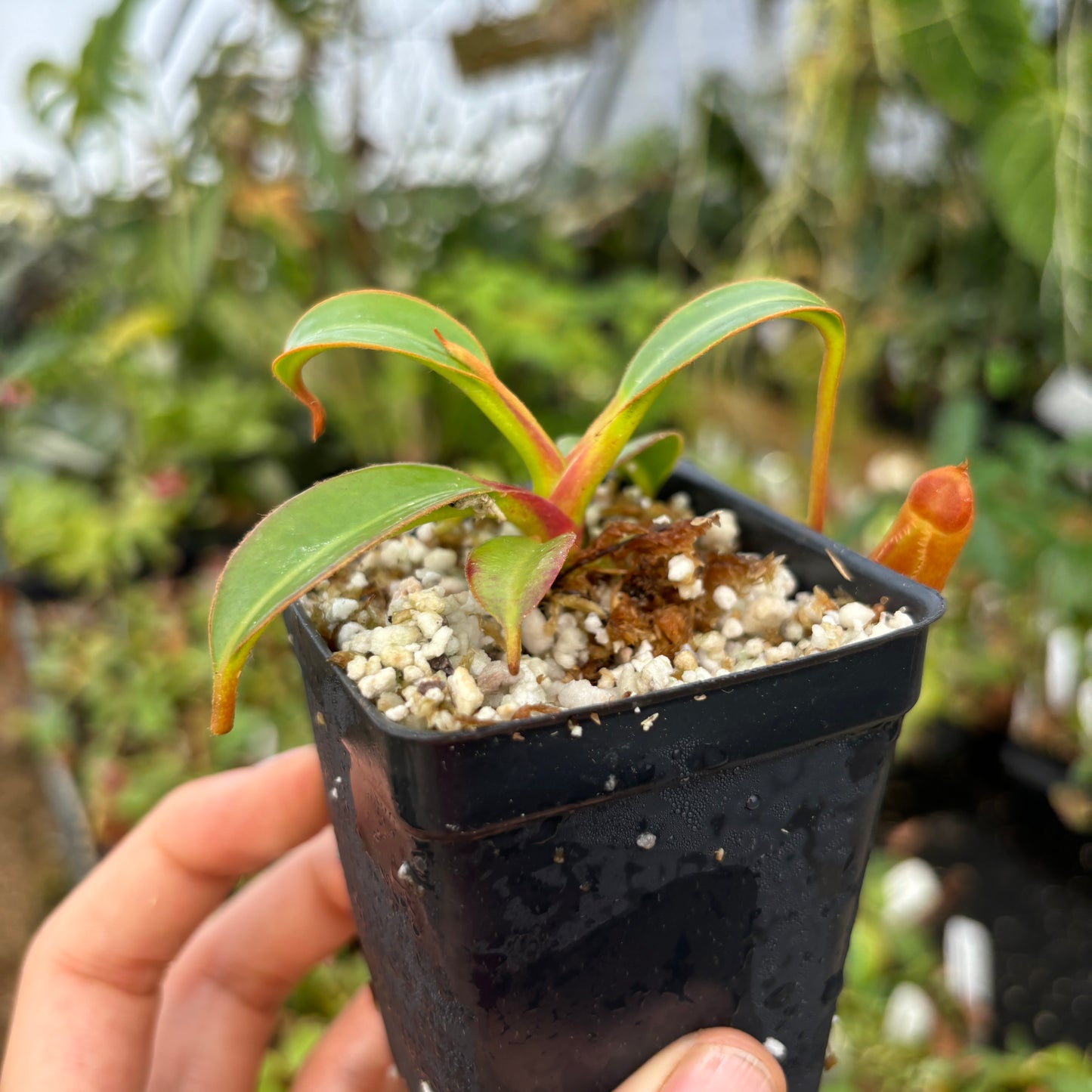 [A485] Nepenthes edwardsiana (Tambuyukon) Clone: 02