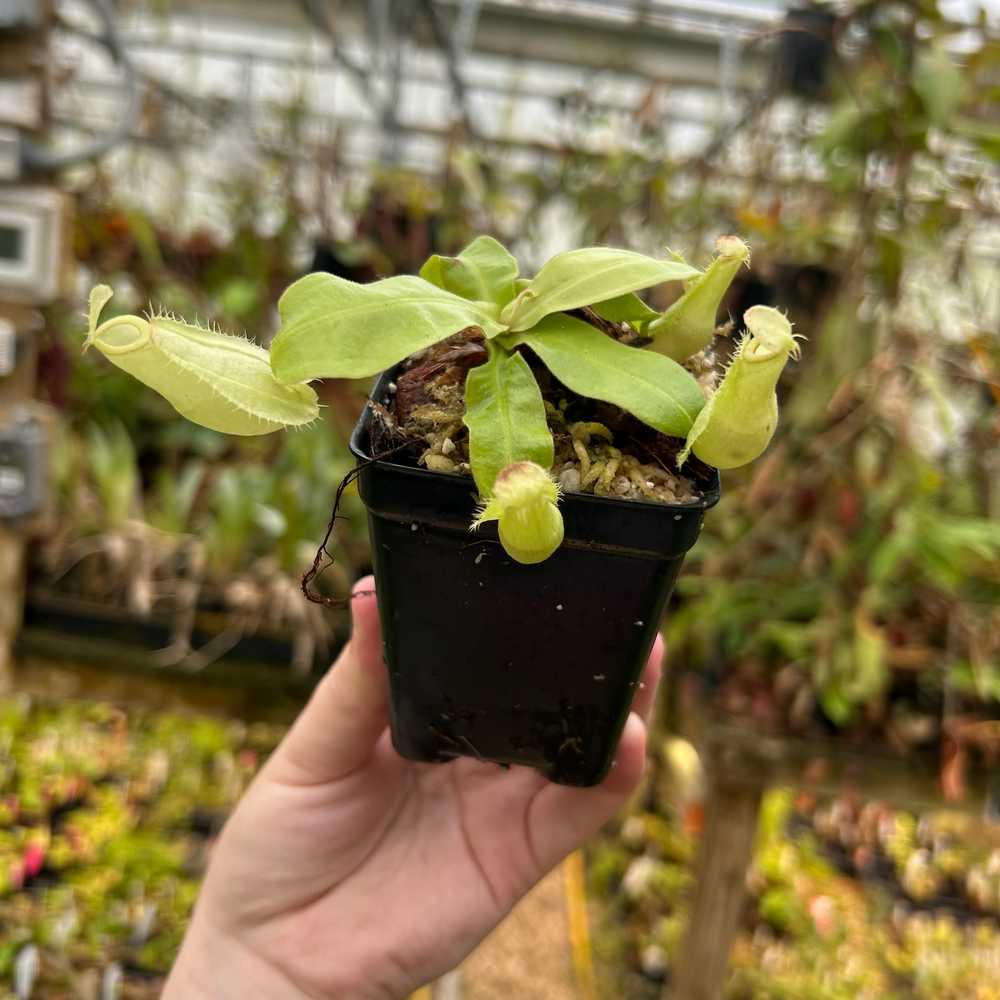 
                      
                        Nepenthes ampullaria (Green body Red Lips "GBRL" X Hot Lips), CAR-0525
                      
                    