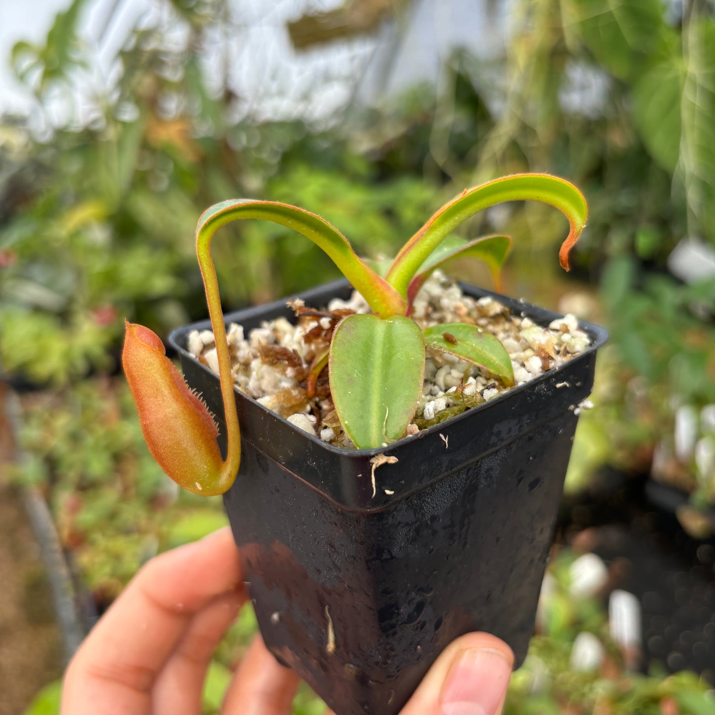 [A485] Nepenthes edwardsiana (Tambuyukon) Clone: 02