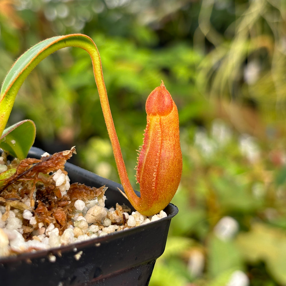 
                      
                        [A485] Nepenthes edwardsiana (Tambuyukon) Clone: 02
                      
                    