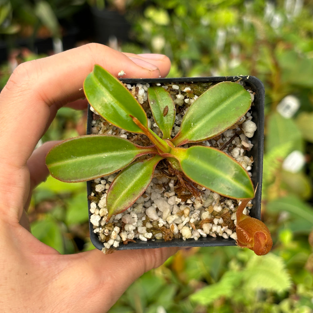 
                      
                        [A485] Nepenthes edwardsiana (Tambuyukon) Clone: 02
                      
                    