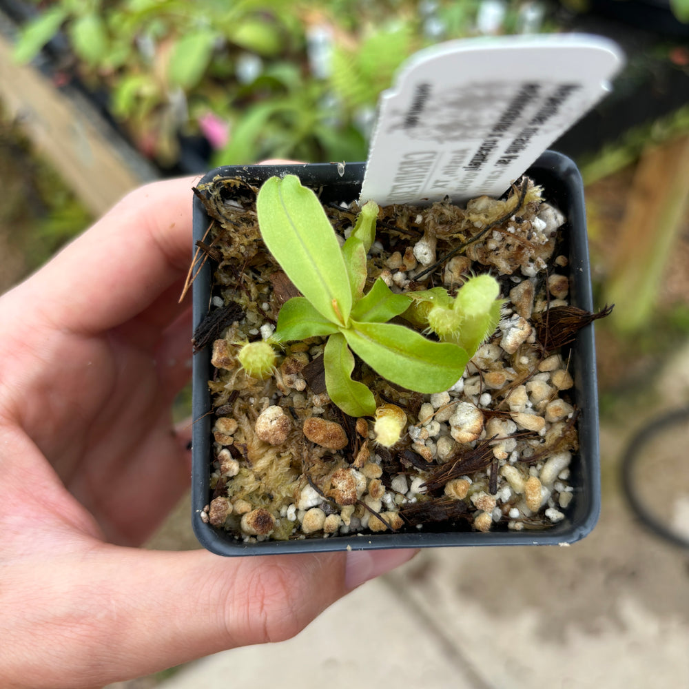 Nepenthes Nepenthes mirabilis Var. echinostoma x robcantleyi