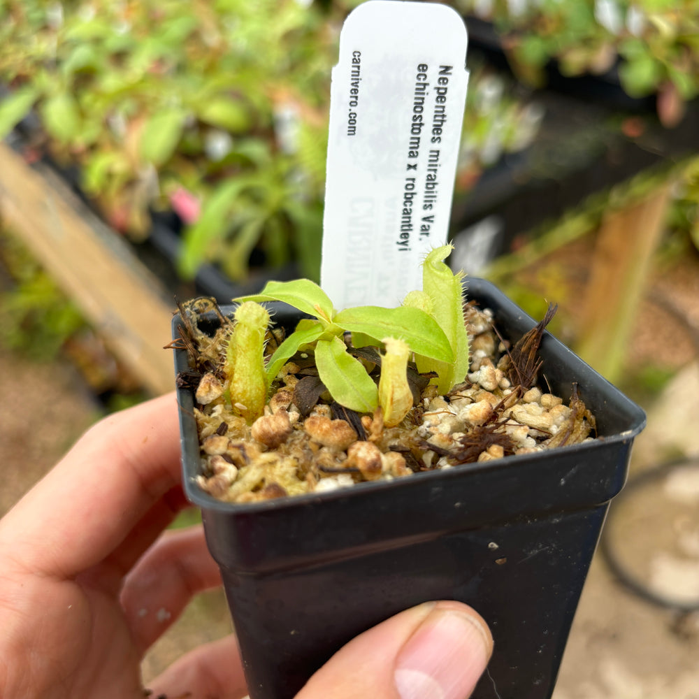 
                      
                        Nepenthes Nepenthes mirabilis Var. echinostoma x robcantleyi
                      
                    