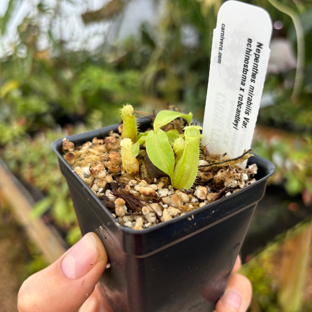 
                      
                        Nepenthes Nepenthes mirabilis Var. echinostoma x robcantleyi
                      
                    