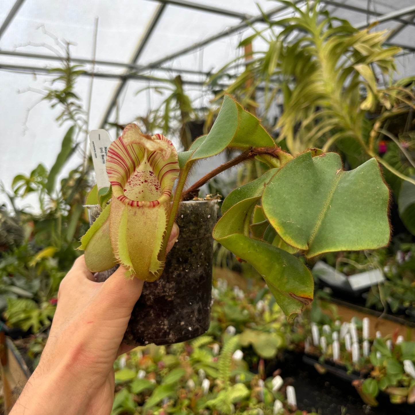 [A487] Nepenthes veitchii (m) Bario - rooted female cutting (XL)