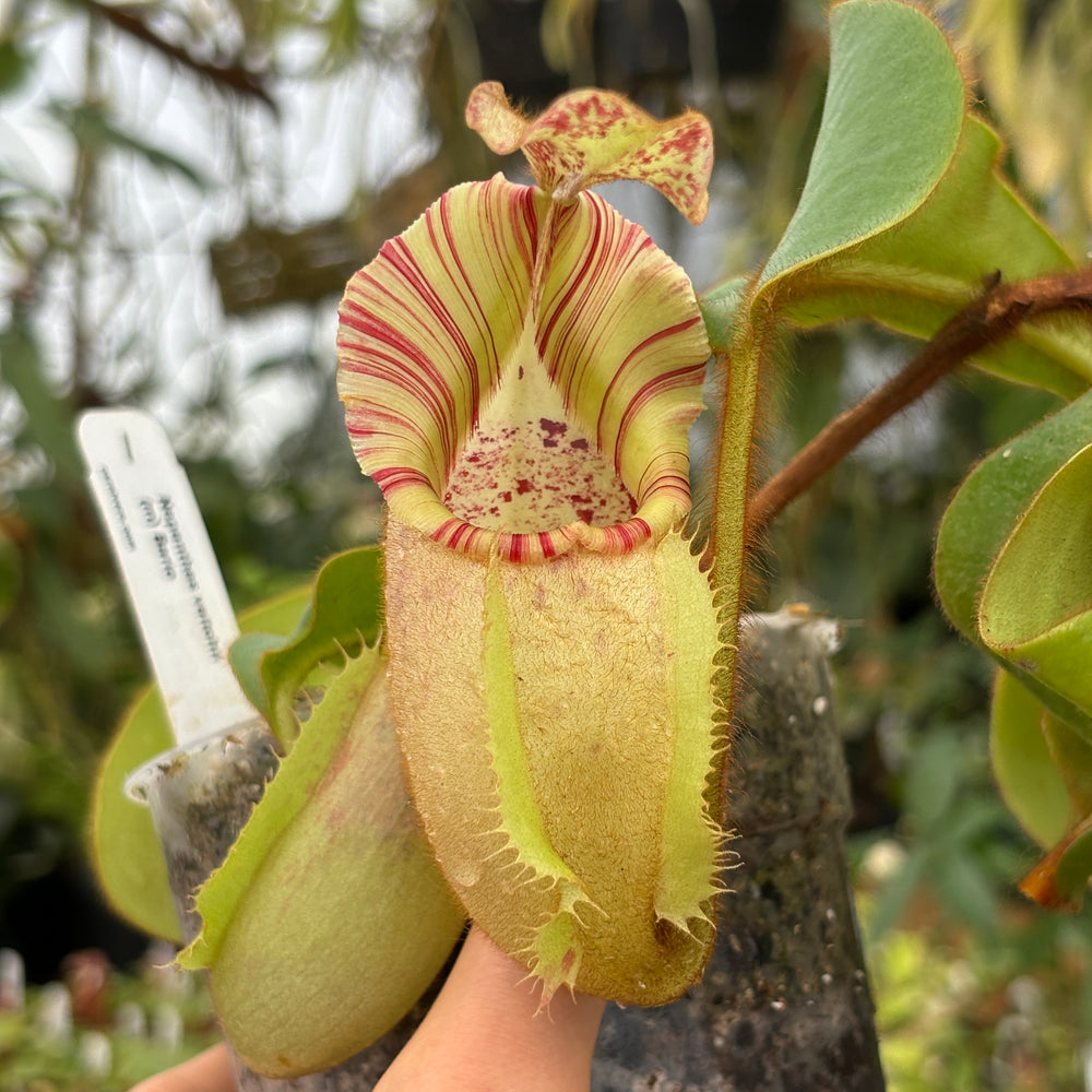 [A487] Nepenthes veitchii (m) Bario - rooted female cutting (XL)