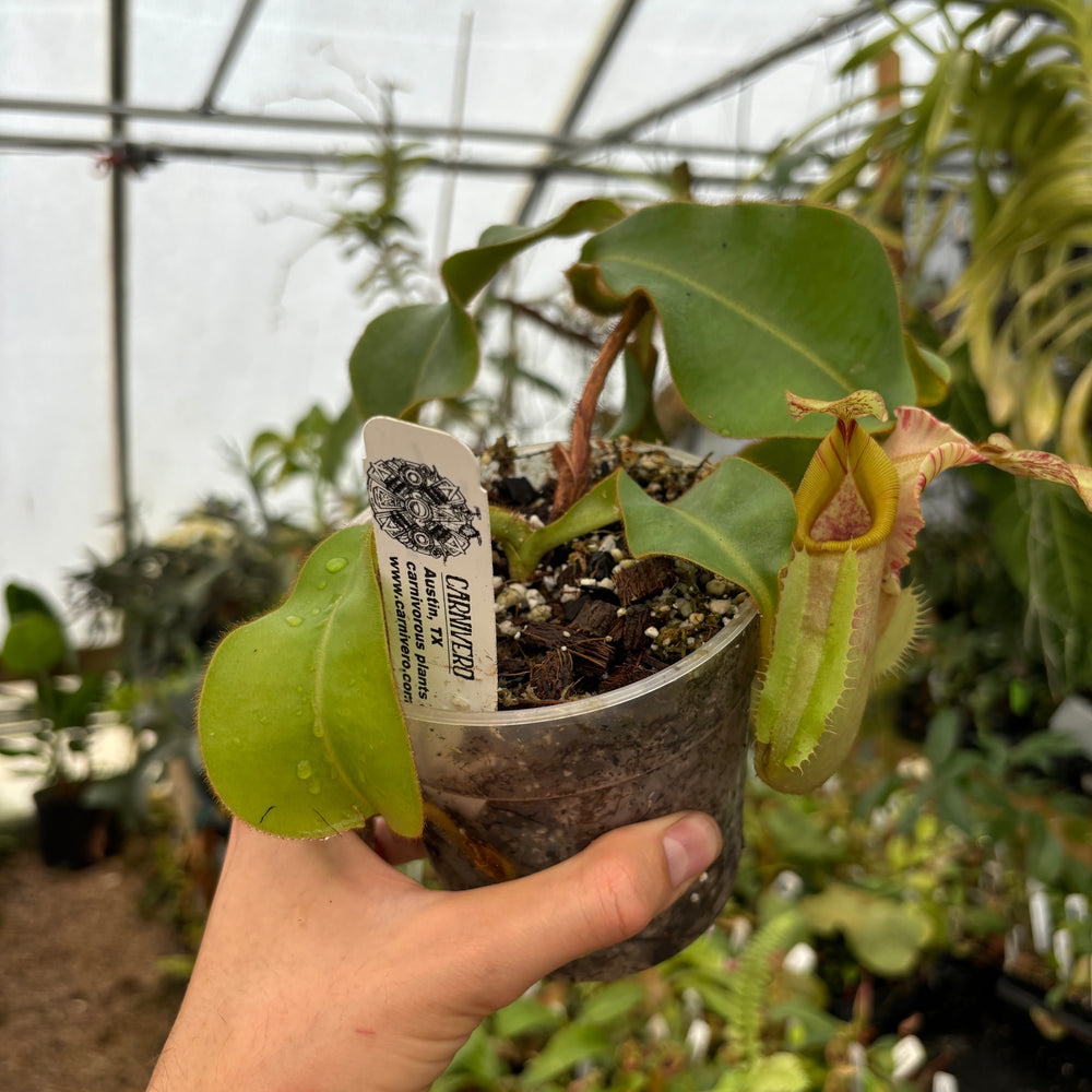 
                      
                        [A487] Nepenthes veitchii (m) Bario - rooted female cutting (XL)
                      
                    