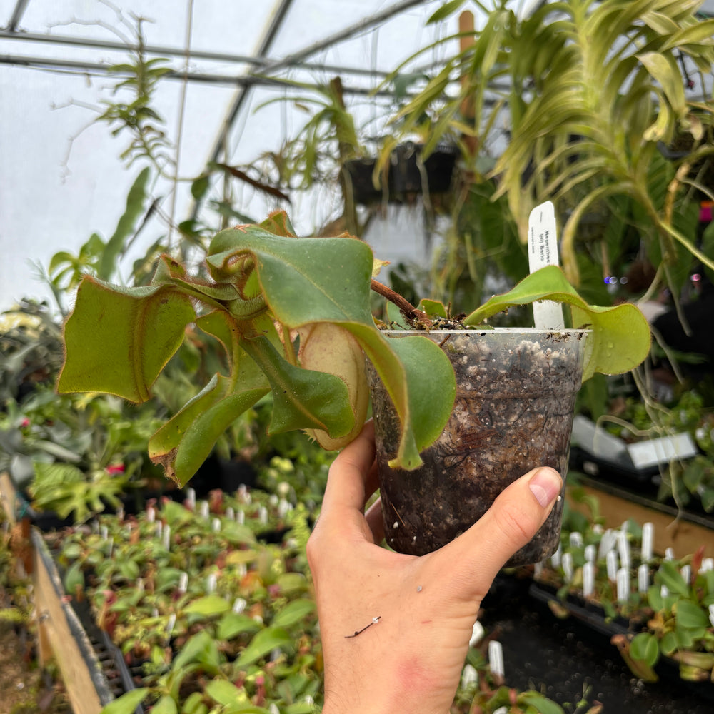 
                      
                        [A487] Nepenthes veitchii (m) Bario - rooted female cutting (XL)
                      
                    