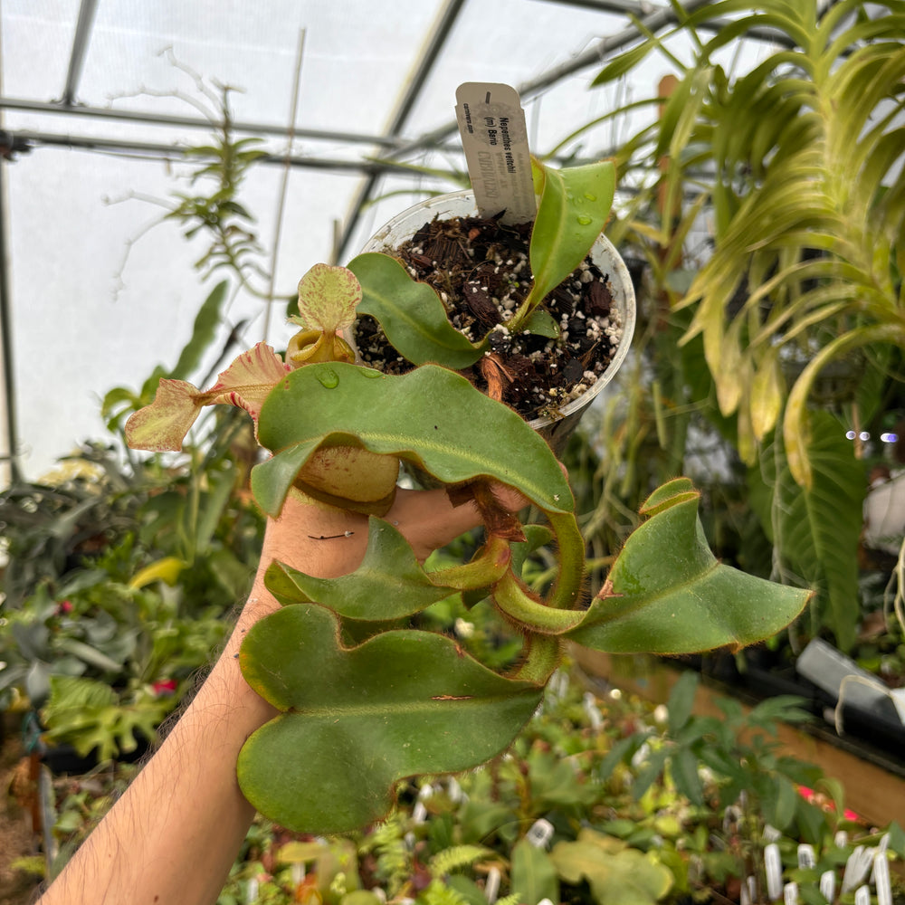 
                      
                        [A487] Nepenthes veitchii (m) Bario - rooted female cutting (XL)
                      
                    